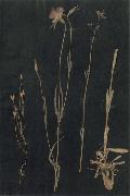 Paul Klee Herbarium oil